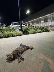 Found/Stray Unknown Cat last seen Audi dealership , Pasadena, CA 91107
