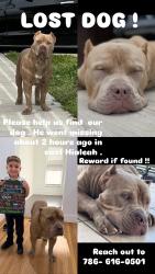Reunited Male Dog last seen Near E 7th Ave, Hialeah, FL 33013, USA, Hialeah, FL 33013
