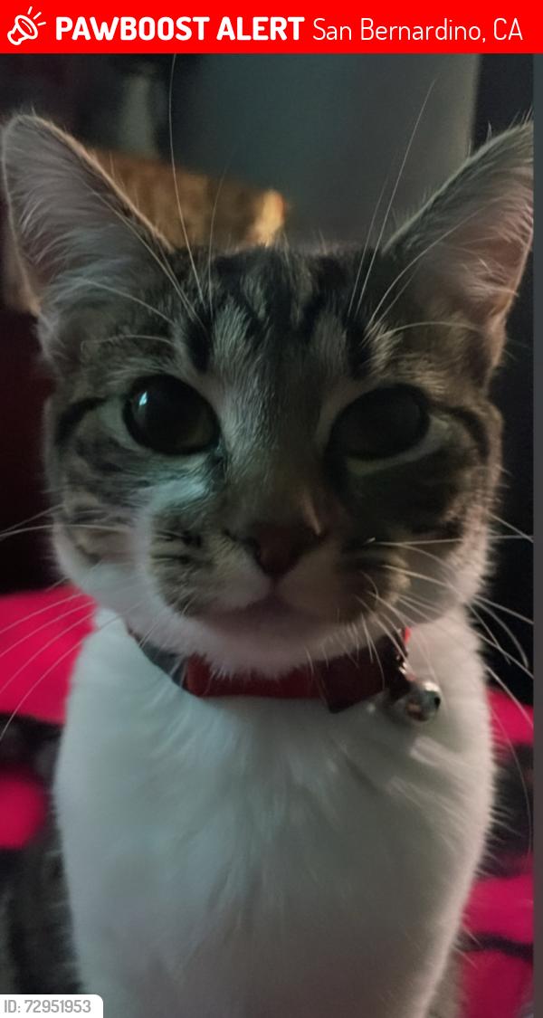 Lost Male Cat last seen pacific street and glassgow , San Bernardino, CA 92404