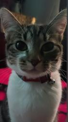 Lost Male Cat last seen pacific street and glassgow , San Bernardino, CA 92404