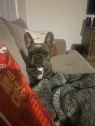 Reunited Female Dog last seen 5th street, Wyndham hill , Temple, TX 76502