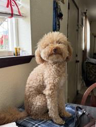 Lost Male Dog last seen Newport st not sure where exactly , Kennewick, WA 99337