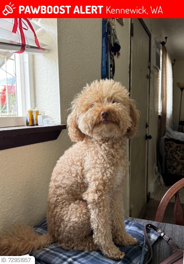 Lost Male Dog last seen Newport st not sure where exactly , Kennewick, WA 99337