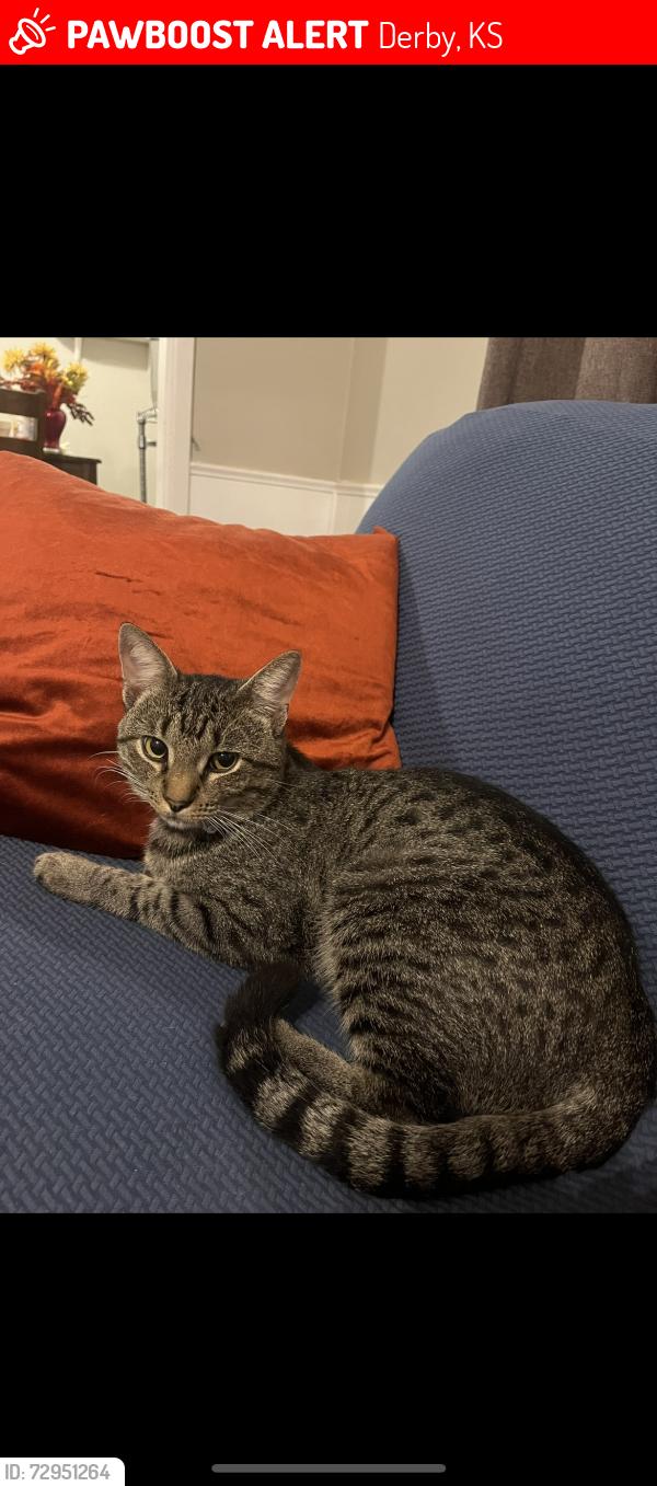 Lost Male Cat last seen Willow Drive , Derby, KS 67037