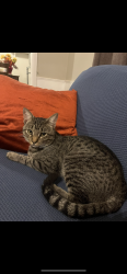 Lost Male Cat last seen Willow Drive , Derby, KS 67037