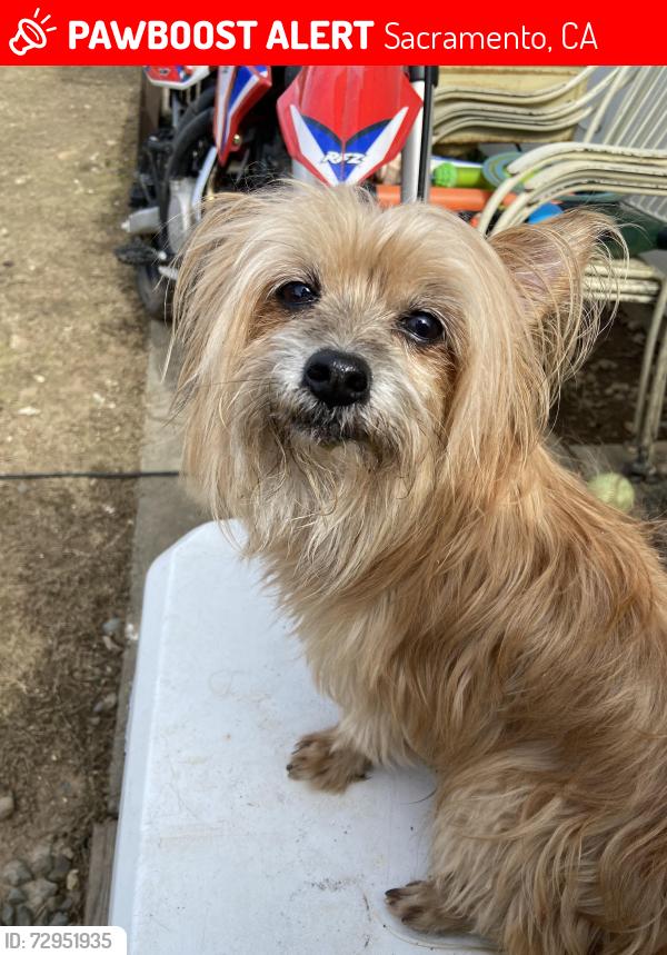 Lost Male Dog last seen Stevenson ave and power inn rd, Sacramento, CA 95828