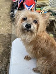 Lost Male Dog last seen Stevenson ave and power inn rd, Sacramento, CA 95828