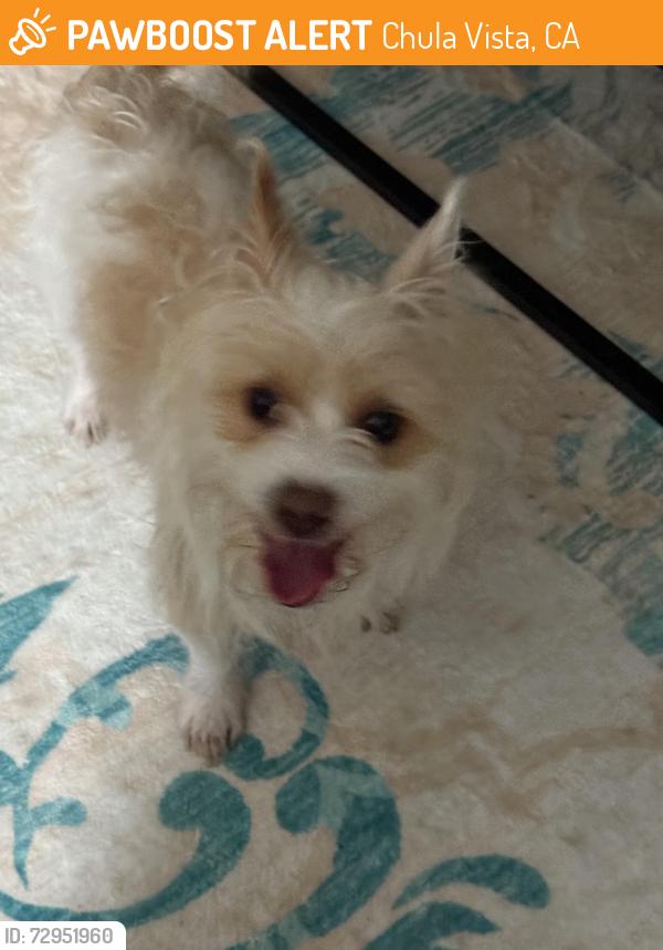 Found/Stray Unknown Dog last seen Near F St across from the trolly, Chula Vista, CA 91910