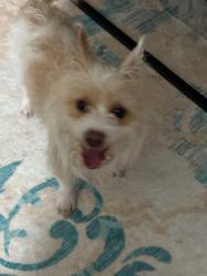 Found/Stray Unknown Dog last seen Near F St across from the trolly, Chula Vista, CA 91910