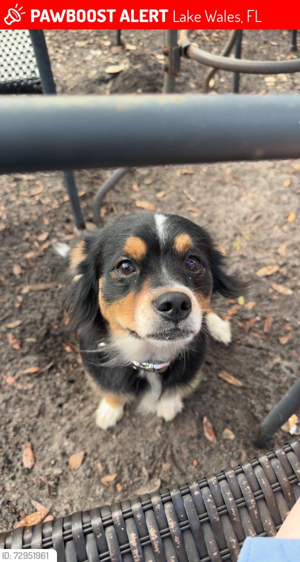 Lost Male Dog last seen End of hickory hammock, Lake Wales, FL 33853