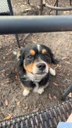Lost Male Dog last seen End of hickory hammock, Lake Wales, FL 33853