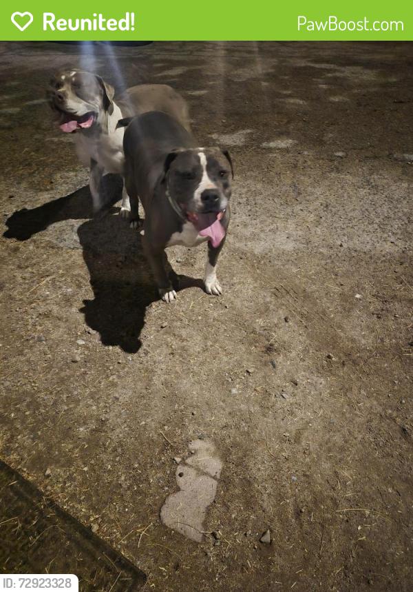Reunited Unknown Dog last seen Benson & Country Club Rd , Tucson, AZ 85706