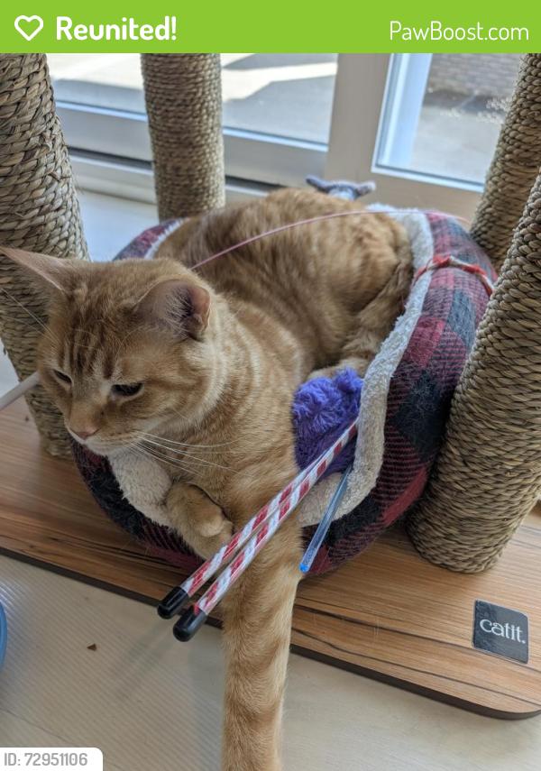 Reunited Male Cat last seen River Heights neighborhood , Lowell, NC 28098