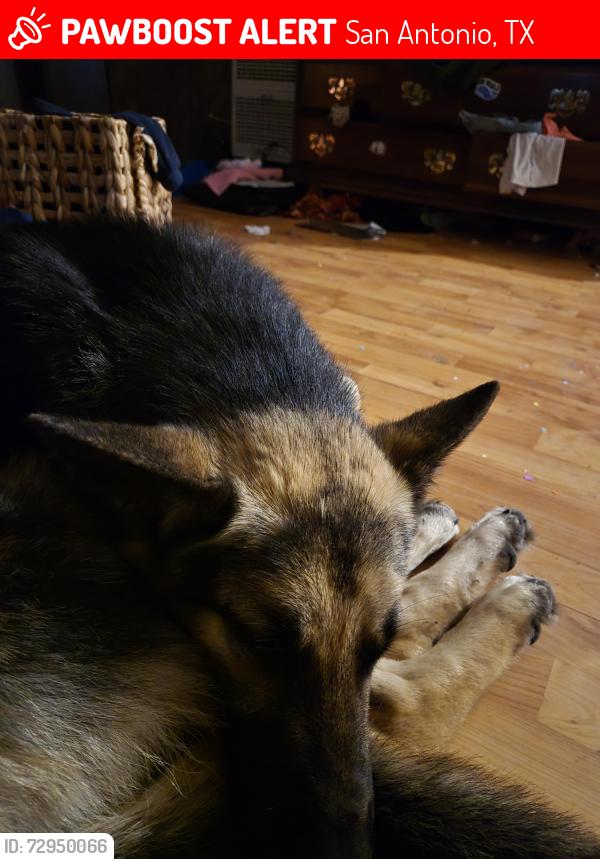 Lost Male Dog last seen Heb black rock coffee little ceasers, San Antonio, TX 78213