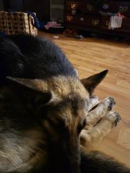 Lost Male Dog last seen Heb black rock coffee little ceasers, San Antonio, TX 78213