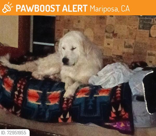 Found/Stray Male Dog last seen Hwy 41 in coarsegold no hses nearby, Mariposa, CA 95338