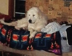 Found/Stray Male Dog last seen Hwy 41 in coarsegold no hses nearby, Mariposa, CA 95338
