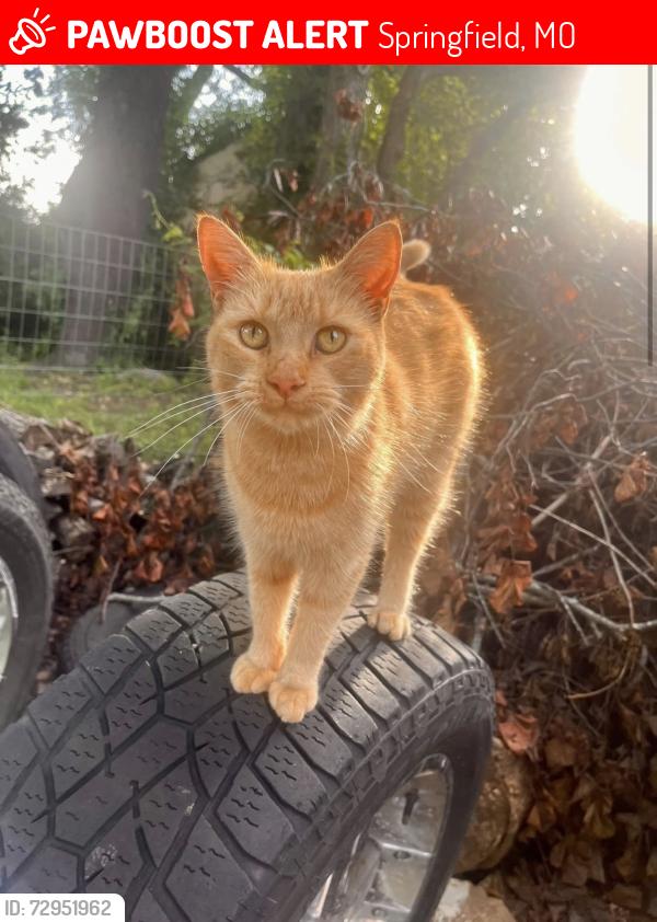 Lost Female Cat last seen Fremont & Nora/Fremont Elementary, Springfield, MO 65803