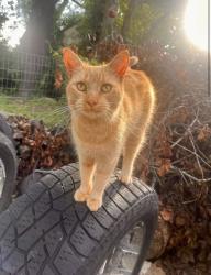 Lost Female Cat last seen Fremont & Nora/Fremont Elementary, Springfield, MO 65803