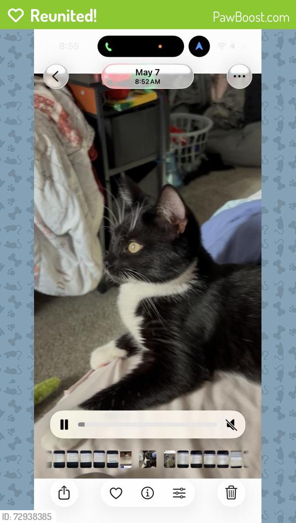 Reunited Female Cat last seen 30th St NW, Canton, OH 44709, USA, Canton, OH 44709