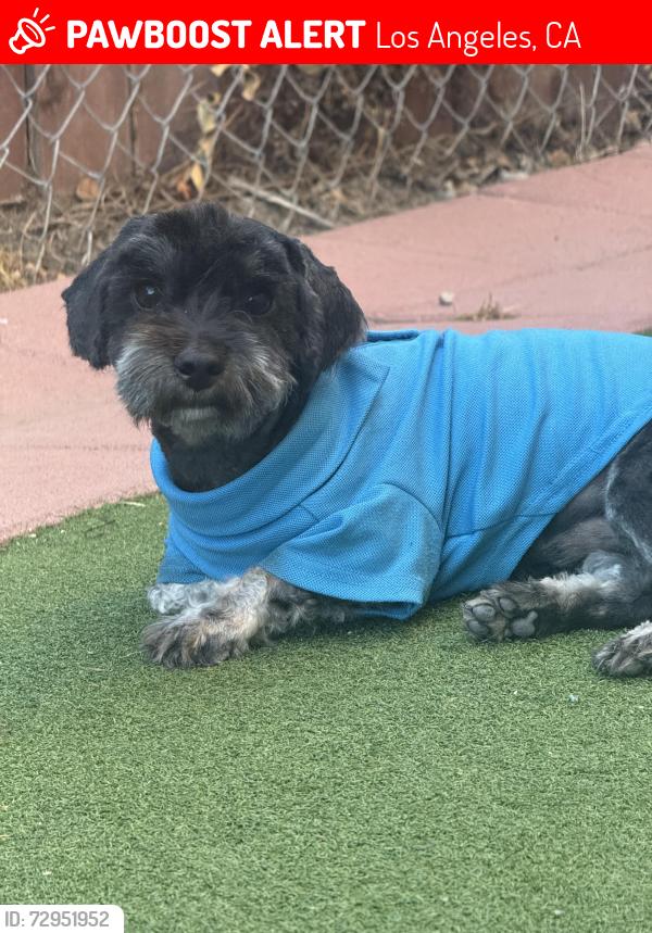 Lost Male Dog last seen Central and imperial hwy, Los Angeles, CA 90059