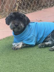 Lost Male Dog last seen Central and imperial hwy, Los Angeles, CA 90059