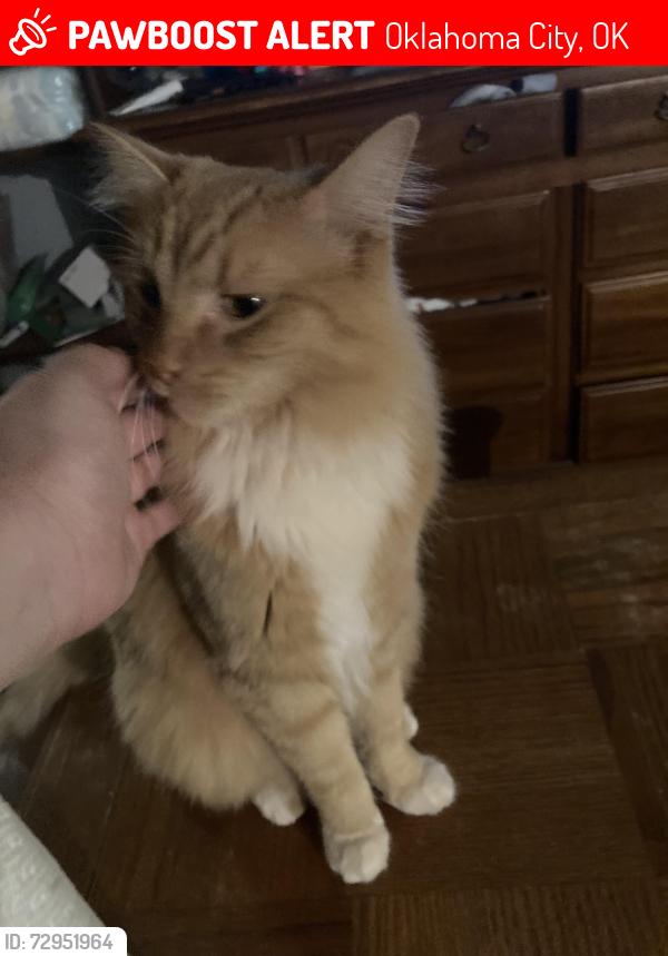 Lost Male Cat last seen council and nw 113th st, Oklahoma City, OK 73162