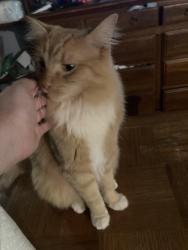 Lost Male Cat last seen council and nw 113th st, Oklahoma City, OK 73162