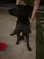 Found/Stray Female Dog last seen Palm Ave and Cherry Rialto ca 92377, Rialto, CA 92377