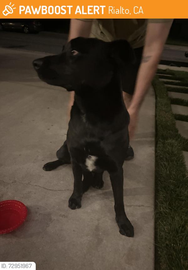 Found/Stray Female Dog last seen Palm Ave and Cherry Rialto ca 92377, Rialto, CA 92377