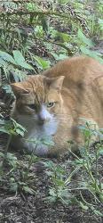 Found/Stray Male Cat last seen 4th Ave SE & 161st PL SE, Bot 98012, Bothell, WA 98012