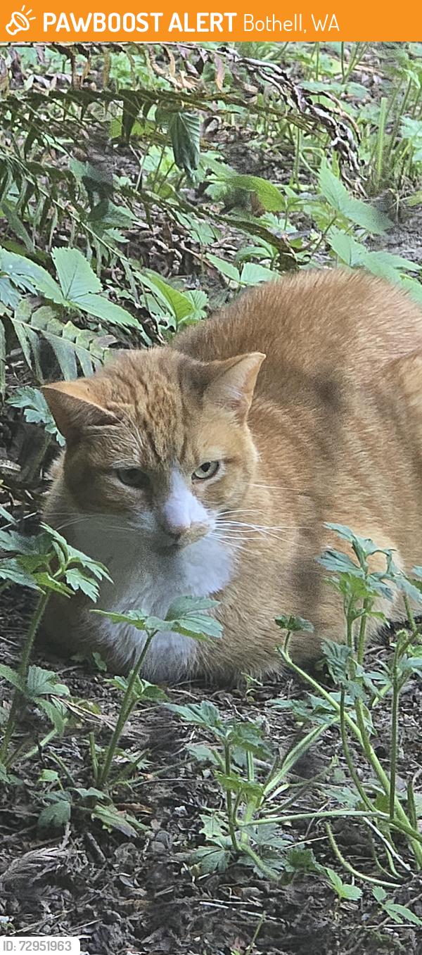 Found/Stray Male Cat last seen 4th Ave SE & 161st PL SE, Bot 98012, Bothell, WA 98012