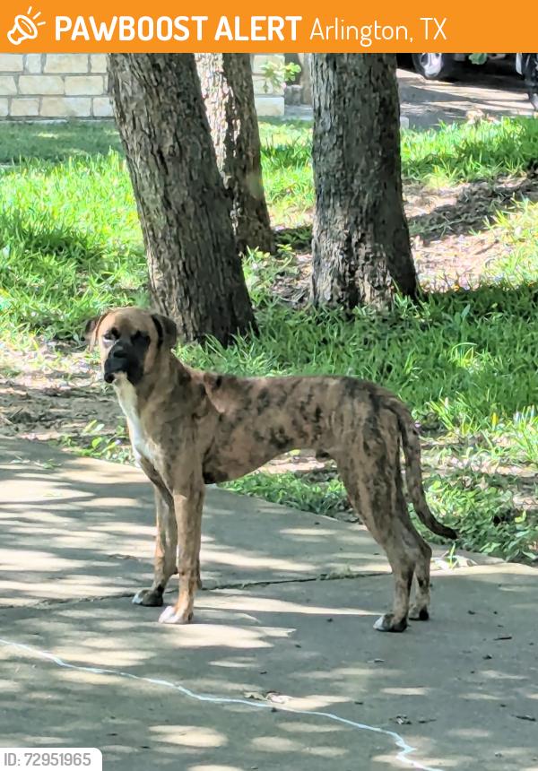Found/Stray Male Dog last seen Ravinia Drive and Chestnut Drive , Arlington, TX 76012