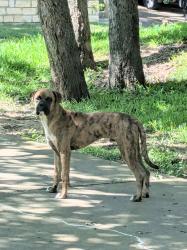 Found/Stray Male Dog last seen Ravinia Drive and Chestnut Drive , Arlington, TX 76012