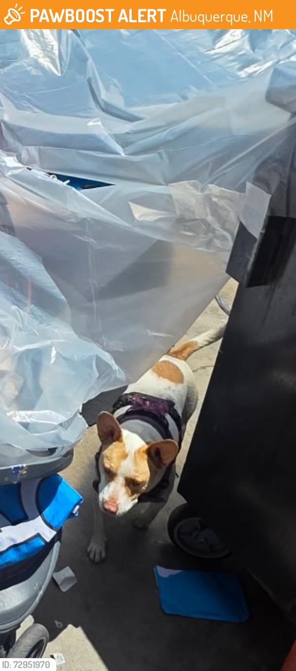 Found/Stray Unknown Dog last seen Downtown, Albuquerque, NM 87102