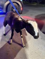 Shelter Stray Female Sheep last seen Highgrove, CA 92507, Fort Worth, TX 76119