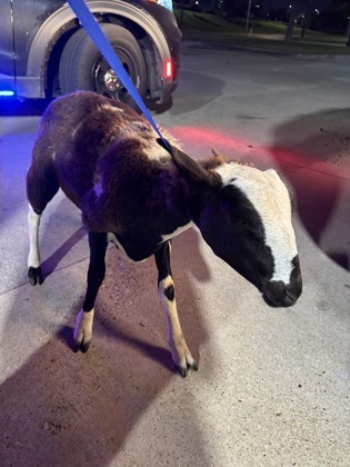 Shelter Stray Female Sheep last seen Highgrove, CA 92507, Fort Worth, TX 76119