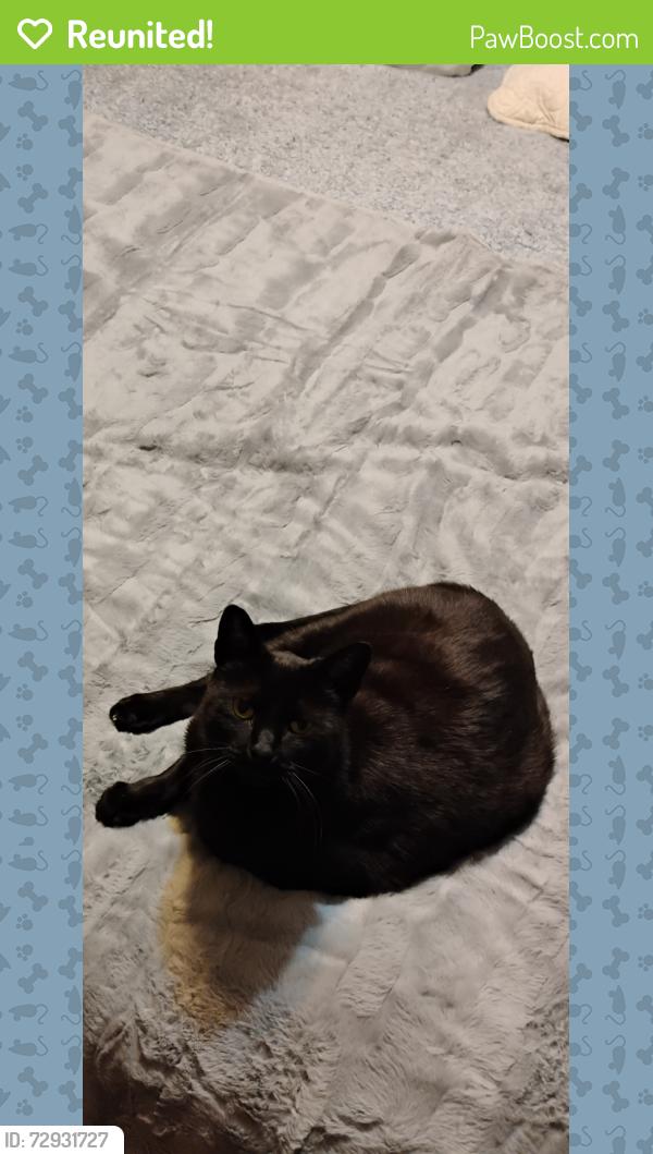 Reunited Male Cat last seen 25th and Amidon , Wichita, KS 67204