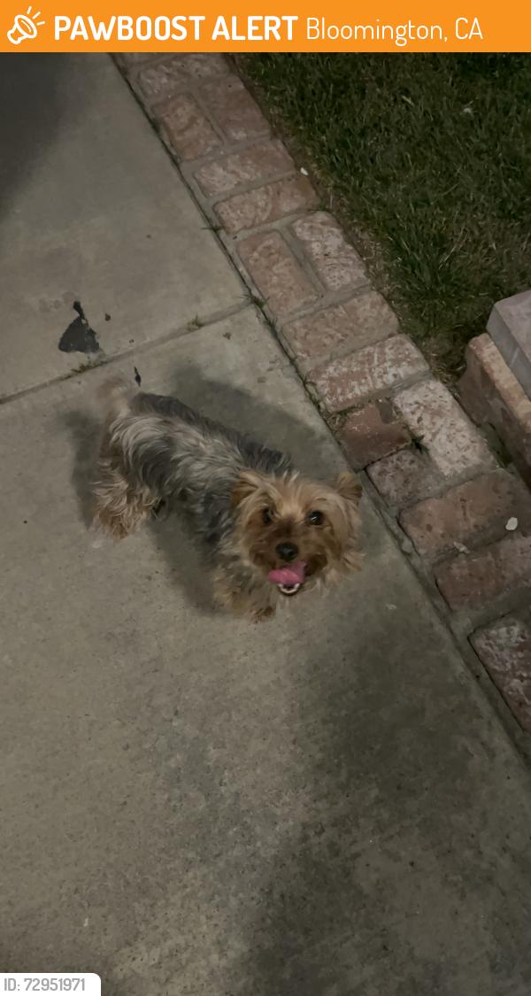 Found/Stray Unknown Dog last seen Linden Ave and Gregory St, Bloomington, CA 92316