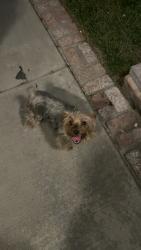 Found/Stray Unknown Dog last seen Linden Ave and Gregory St, Bloomington, CA 92316