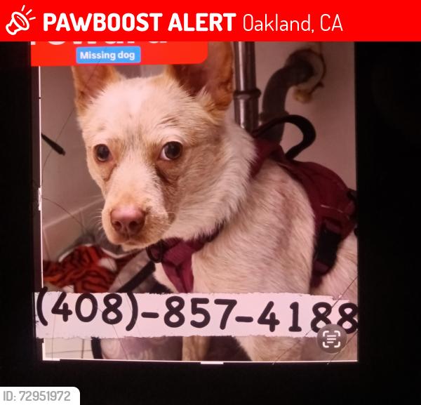 Lost Female Dog last seen international boulevard , Oakland, CA 94603