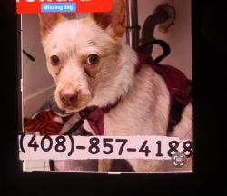 Lost Female Dog last seen international boulevard , Oakland, CA 94603