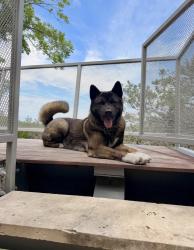 Reunited Female Dog last seen Near Country Club Dr, Lago Vista, TX 78645, USA, Lago Vista, TX 78645
