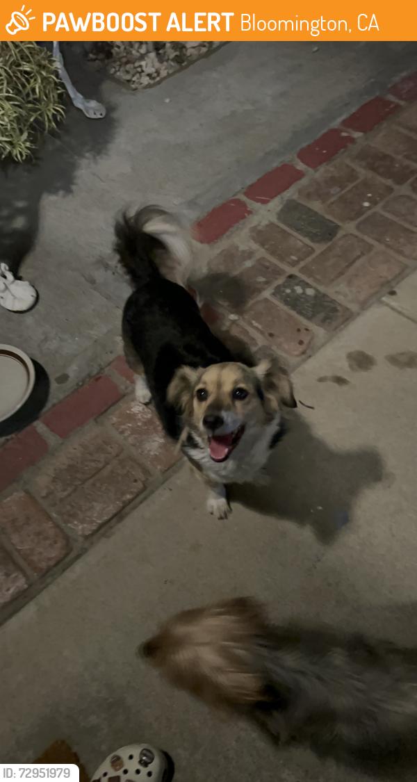 Found/Stray Unknown Dog last seen Linden Ave and Gregory St., Bloomington, CA 92316