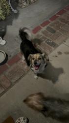 Found/Stray Unknown Dog last seen Linden Ave and Gregory St., Bloomington, CA 92316