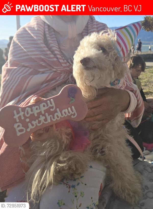 Lost Female Dog last seen Corner of Whyte Street Kitsilano Vancouver BC, Vancouver, BC V6J