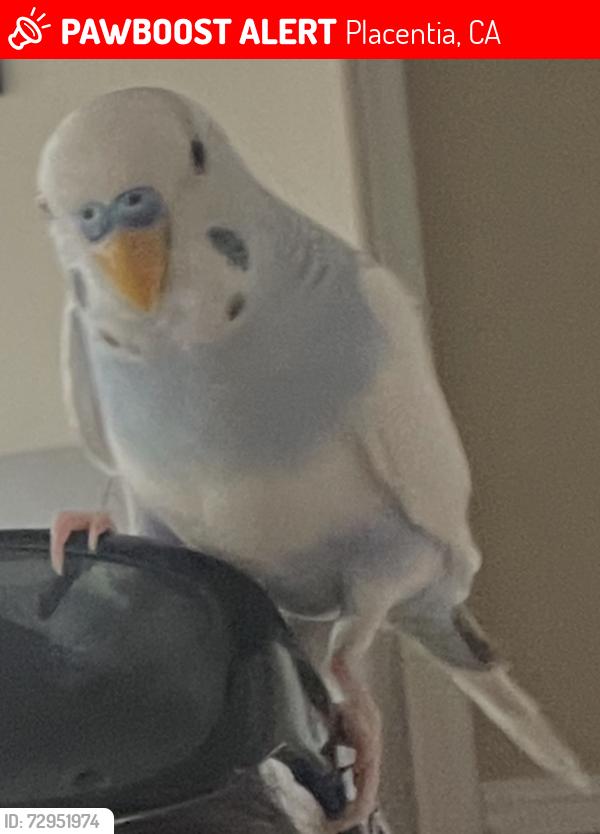 Lost Male Bird last seen Founder’s park, Placentia California , Placentia, CA 92870