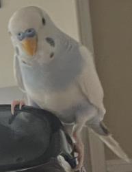 Lost Male Bird last seen Founder’s park, Placentia California , Placentia, CA 92870