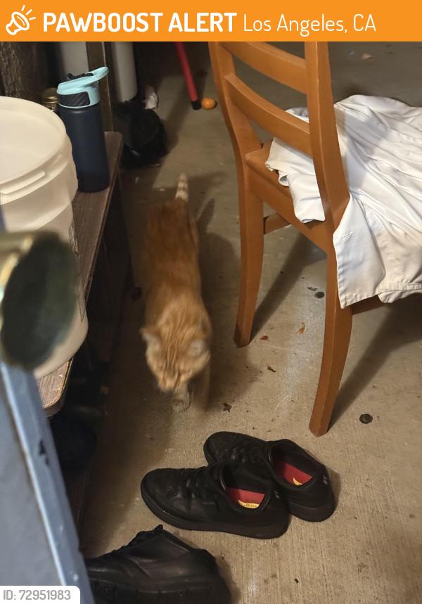 Found/Stray Unknown Cat last seen on porch, Los Angeles, CA 91331