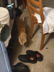 Found/Stray Unknown Cat last seen on porch, Los Angeles, CA 91331